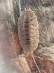 Porcellio dilatatus