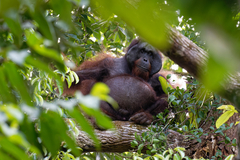 Pongo pygmaeus morio