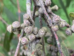 Eucalyptus viminalis