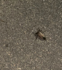 Lethocerus americanus