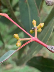 Eucalyptus viminalis
