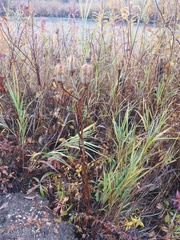 Lilium concolor partheneion