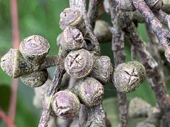 Eucalyptus viminalis