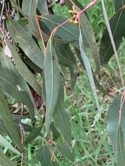 Eucalyptus viminalis