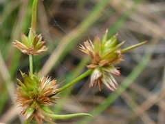 Juncus canadensis