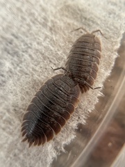 Porcellio dilatatus