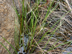 Juncus canadensis
