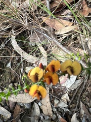 Daviesia squarrosa