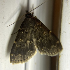 Idia lubricalis