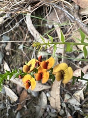 Daviesia squarrosa