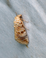 Diastema tigris