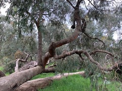 Eucalyptus viminalis