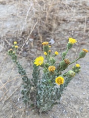 Heterotheca grandiflora