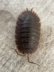 Porcellio dilatatus