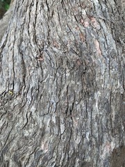 Eucalyptus viminalis