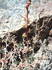 Berberis empetrifolia