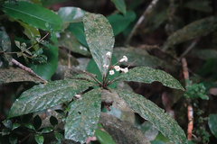 Pittosporum rubiginosum