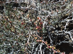 Berberis empetrifolia