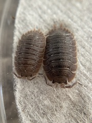 Porcellio dilatatus