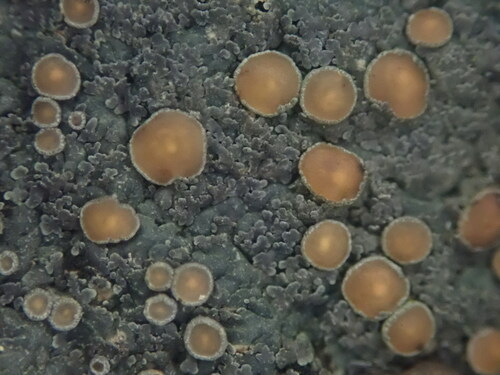 Lepidocollema marianum