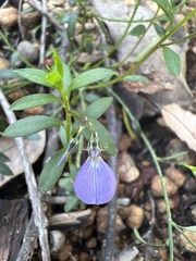 Violaceae