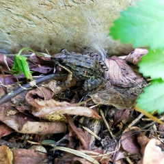 Leptodactylus melanonotus