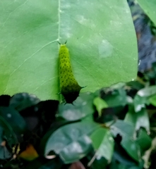 Graphium agamemnon