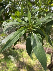 Prostanthera lasianthos