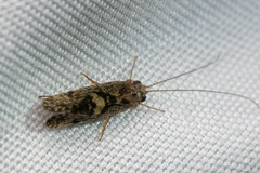 Hydropsychoidea