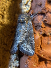 Lacinipolia meditata