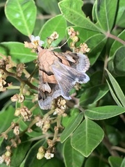 Drasteria pallescens