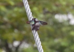 Xylocopa latipes