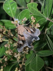 Drasteria pallescens