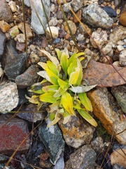 Viola gmeliniana