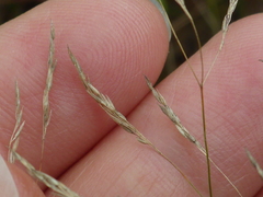 Agrostis perennans