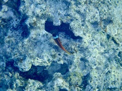 Amphiprion barberi