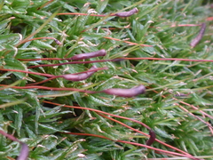 Atrichum undulatum