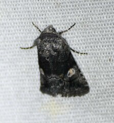 Copanarta aurea
