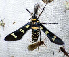 Syntomeida melanthus