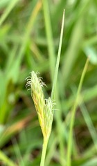 Carex inversa