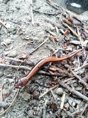 Plethodon vehiculum