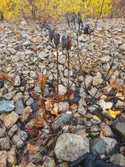 Lilium concolor partheneion