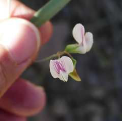 Lathyrus arizonicus