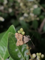 Cobubatha lixiva