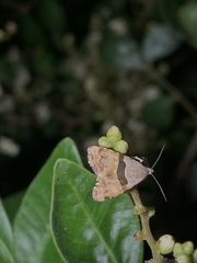 Cobubatha lixiva
