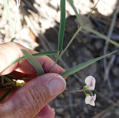 Lathyrus arizonicus