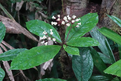 Pittosporum