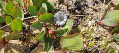Protea acaulos