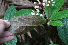 Pittosporum