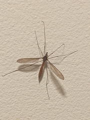 Holorusia hespera